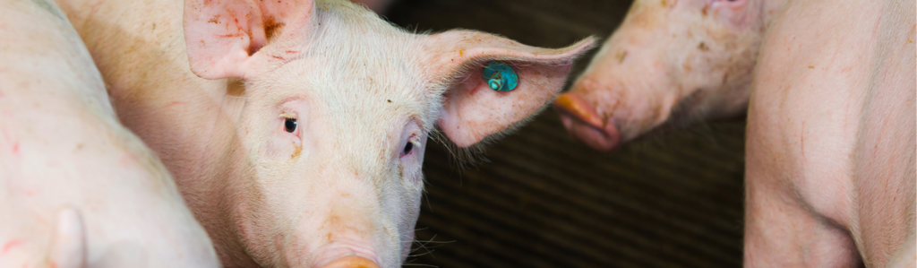 豚個体管理システム給餌管理、繁殖管理に