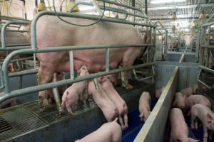 養豚場　子豚の圧死防止バランスフロア
