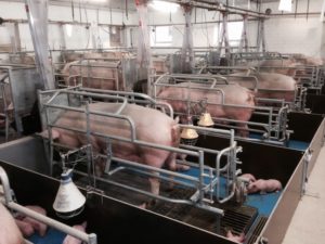 養豚場　子豚の圧死防止バランスフレーム
