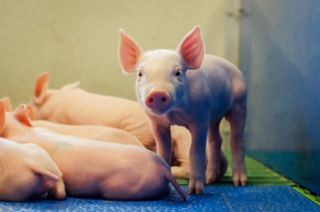 豚の熱中症対策　豚舎設備