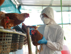 鳥インフルエンザ感染拡大対策と死骸処理機