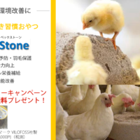 養鶏場での鶏のつつき合い予防「つつき習慣おやつ」ペックストーン無料モニター募集キャンペーン
